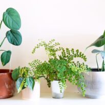Girar o rotar las plantas: cuándo conviene y cuándo evitarlo