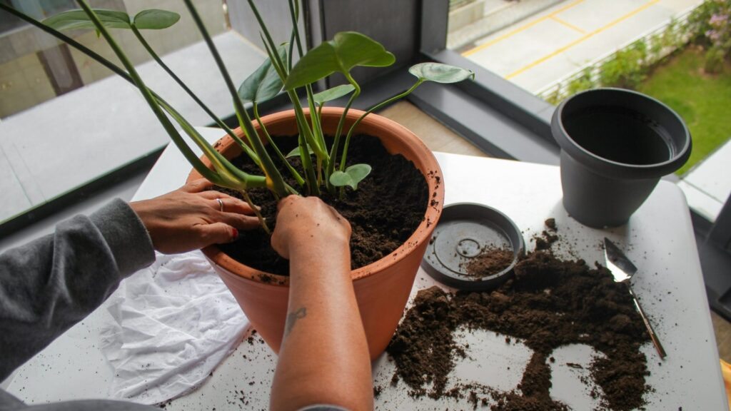 Maceta más grande: 7 señales de que tu planta ya la está pidiendo