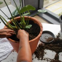 Maceta más grande: 7 señales de que tu planta ya la está pidiendo