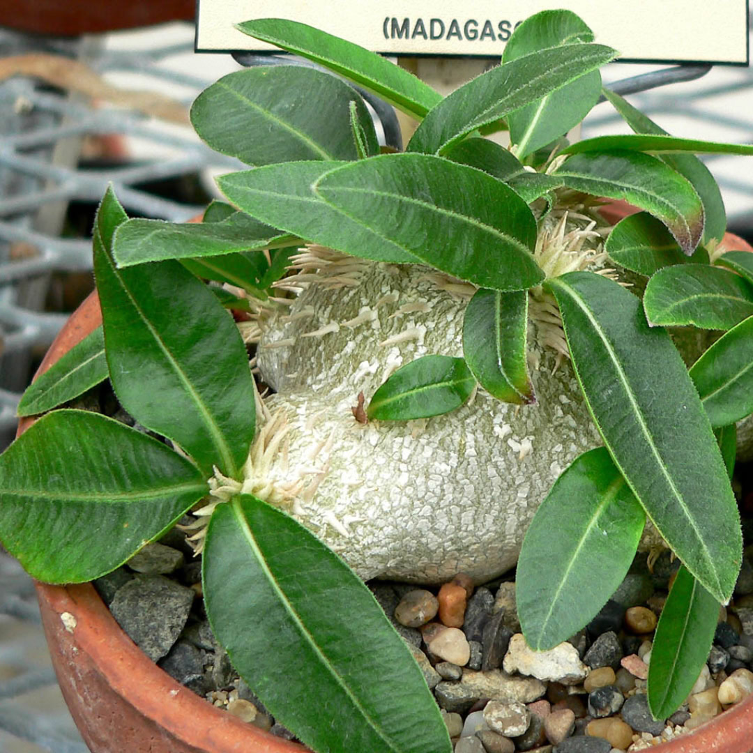 Pachypodium brevicaule