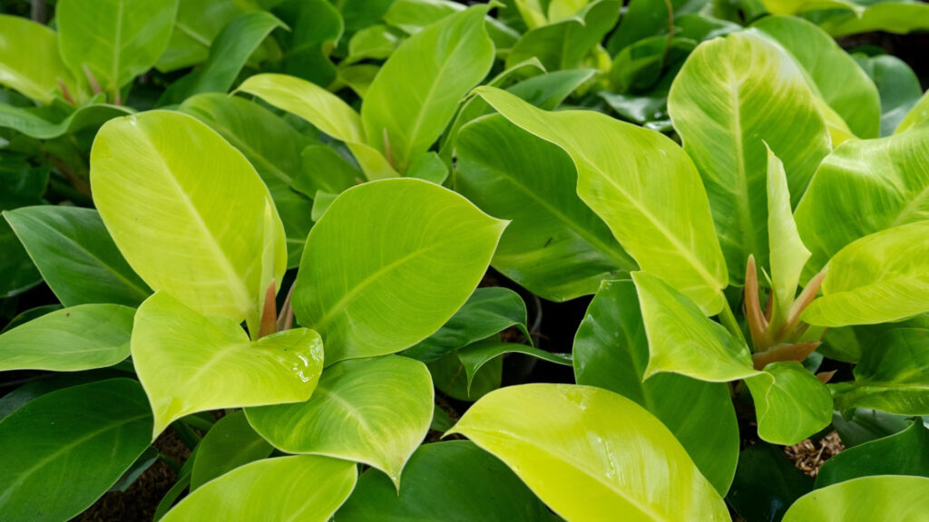 Garras de león y teléfonos - Philodendron 'Moonlight'