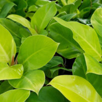 Garras de león y teléfonos - Philodendron 'Moonlight'
