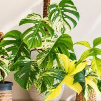 Planta variegada se pone verde: causas reales y cómo recuperar sus colores