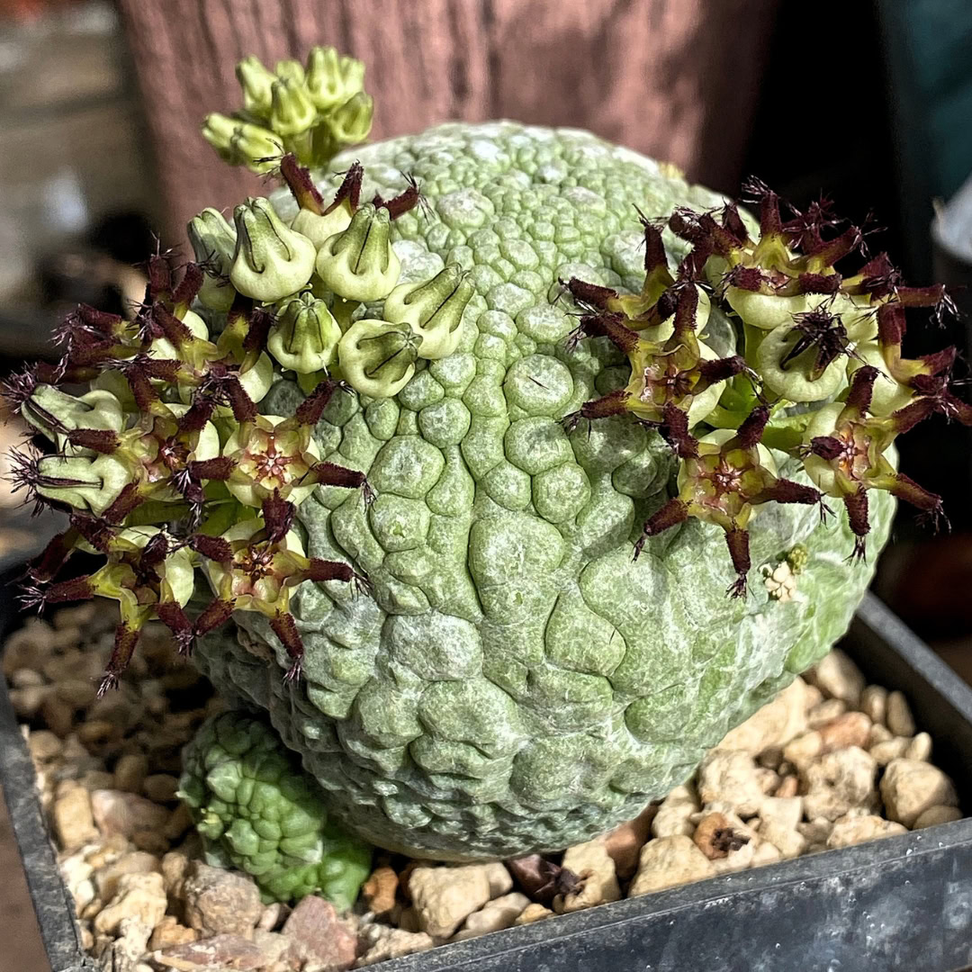 Pseudolithos migiurtinus