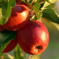 Qué frutales podar en invierno: 12 especies y cómo hacerlo bien