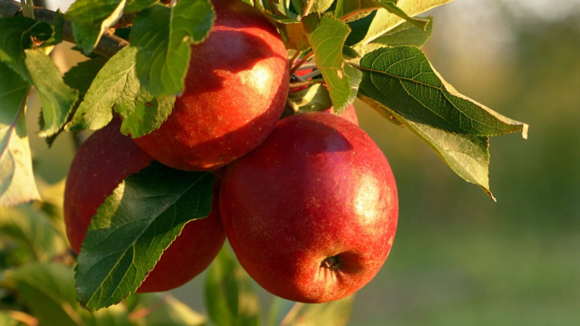 Qué frutales podar en invierno: 12 especies y cómo hacerlo bien