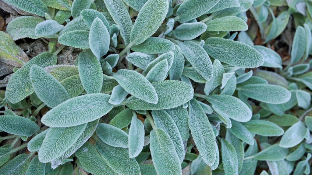 Stachys bizantina