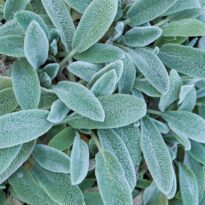 Stachys bizantina