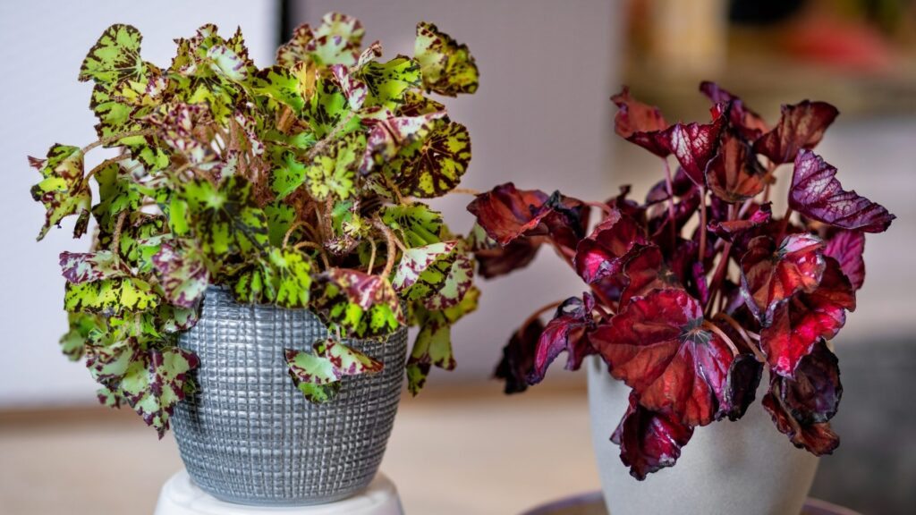 Tipos de begonia: 42 variedades para elegir la ideal y cuidarla en casa
