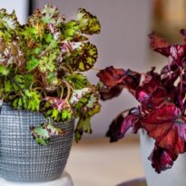 Tipos de begonia: 42 variedades para elegir la ideal y cuidarla en casa