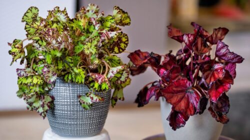 Tipos de begonia: 42 variedades para elegir la ideal y cuidarla en casa