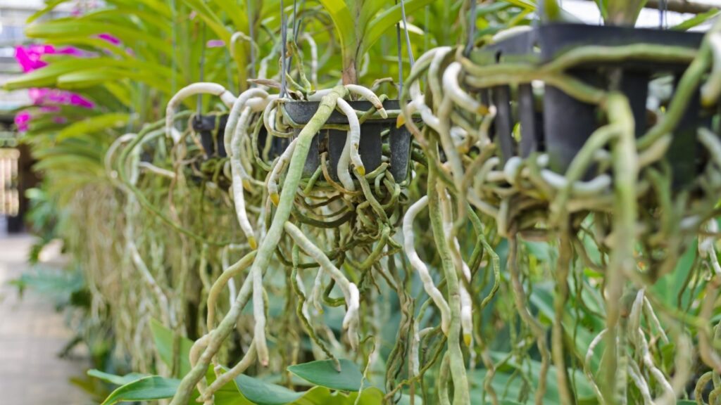 Velamen: cómo entender las raíces de orquídeas y anturios