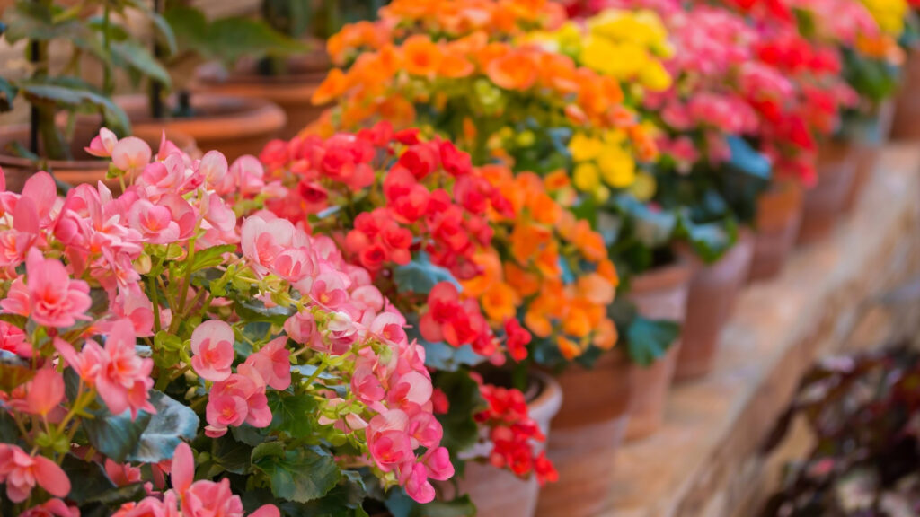 Begonia tuberosa - Begonia × tuberhybrida
