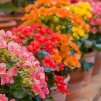 Begonia tuberosa - Begonia × tuberhybrida