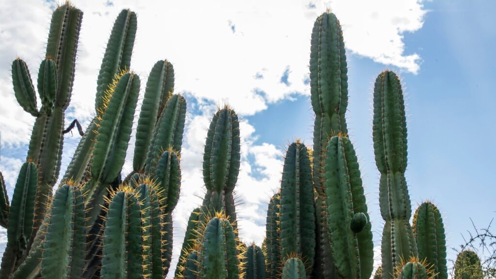 Mandacaru - Cereus jamacaru