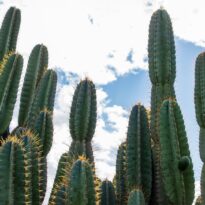 Mandacaru - Cereus jamacaru