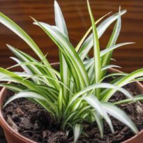 Malamadre - Chlorophytum comosum