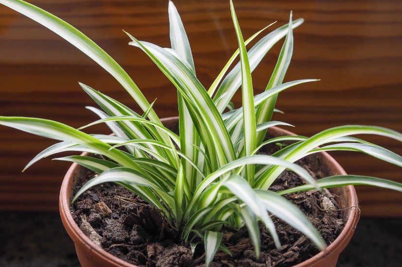 Malamadre - Chlorophytum comosum