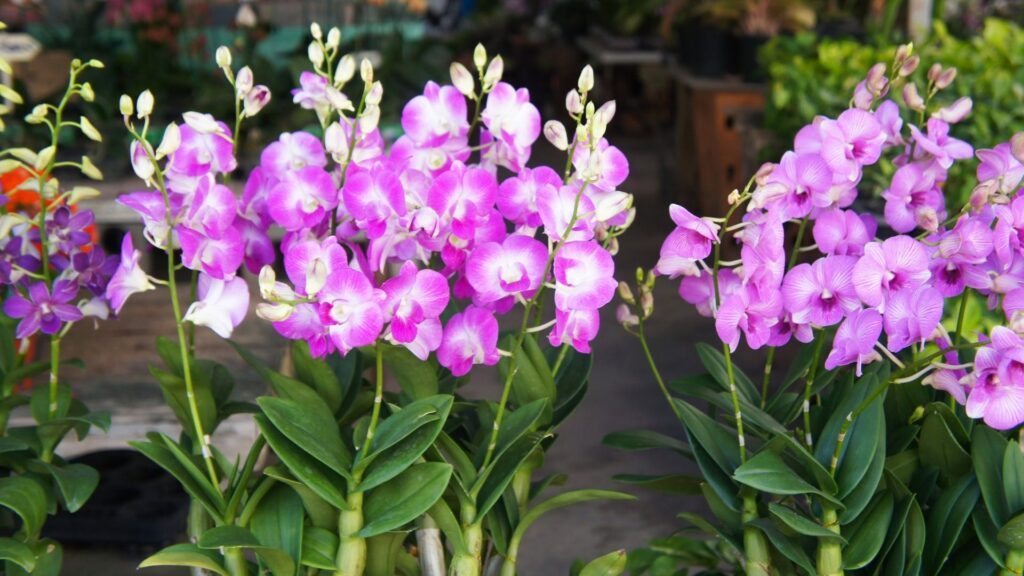 Orquídea Cooktown - Dendrobium bigibbum