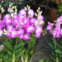 Orquídea Cooktown - Dendrobium bigibbum