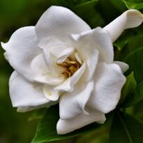 Gardenia - Gardenia jasminoides