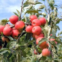 Manzano - Malus domestica