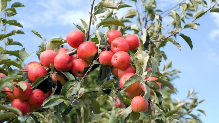 Manzano - Malus domestica