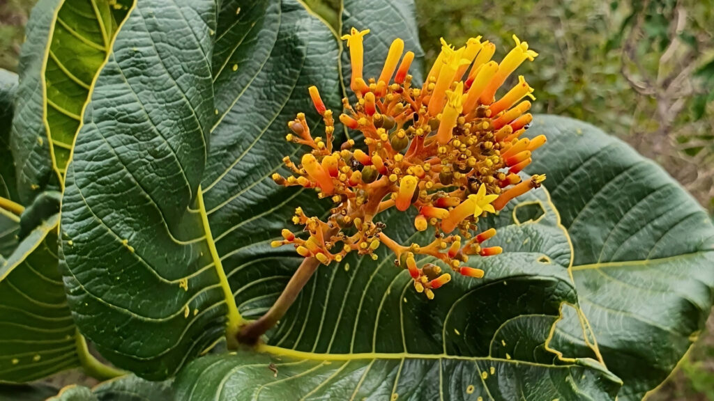 Plantas del cerrado: 35 especies nativas para cultivar en tu jardín