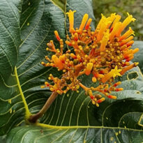 Plantas del cerrado: 35 especies nativas para cultivar en tu jardín