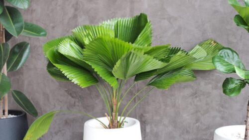 Plantas grandes para la sala: 21 ideas que transforman tu espacio