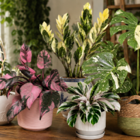 Plantas variegadas raras: 7 especies que sí valen la inversión