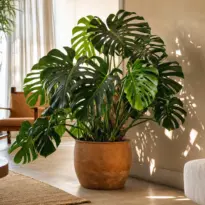 Plantas de Pinterest 2026: 10 especies más guardadas y cómo cultivarlas en casa
