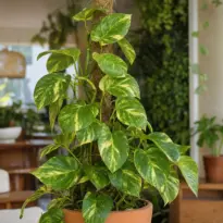 Pothos: 17 variedades impresionantes para coleccionar