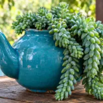 Macetas creativas: 15 ideas para decorar con plantas y dar vida a tu hogar