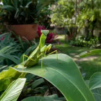 Mantis religiosa: conoce a este aliado natural de tu jardín