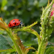 Mariquita en el jardín: la aliada que controla plagas de forma natural